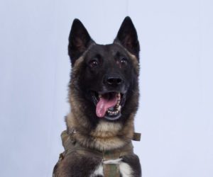 Hero military dog in the Baghdadi raid