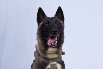 Hero military dog in the Baghdadi raid