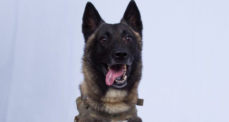 Trump posts hero shot of dog who chased whimpering Baghdadi underground