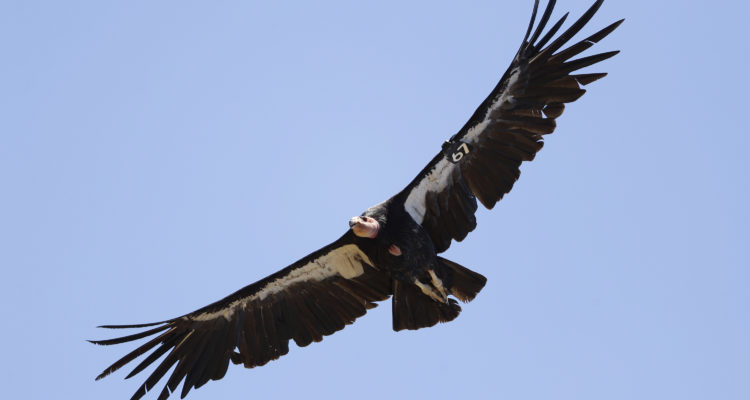 Fruitful and multiplied: Israeli vultures defy extinction