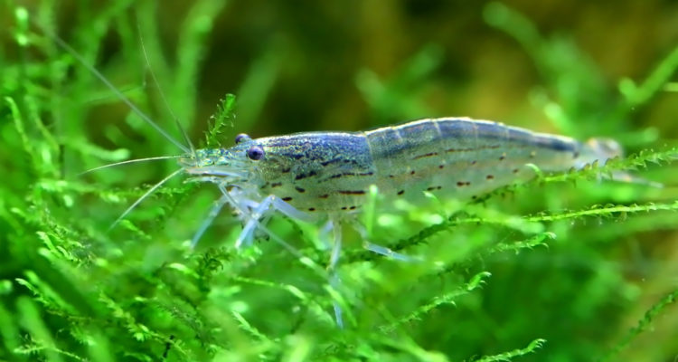 Israeli discovery of how shrimp see could pave way for optical innovations