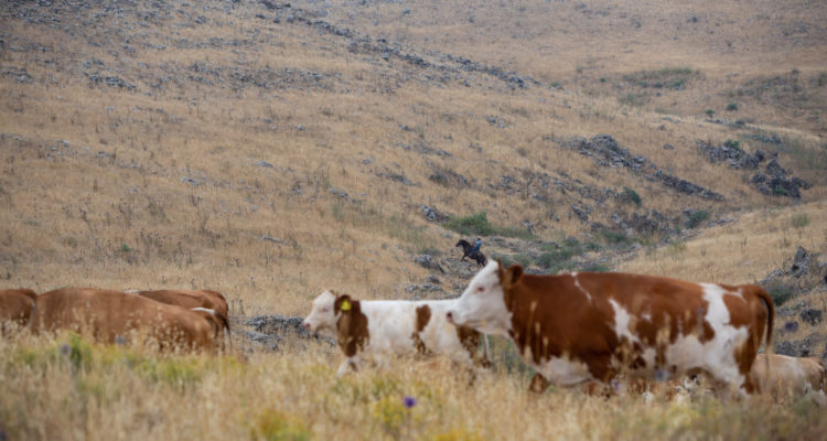 Agricultural crime skyrockets in southern Israel
