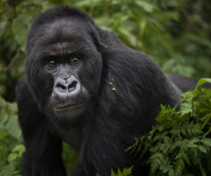 Rwanda What Can Be Saved Gorillas