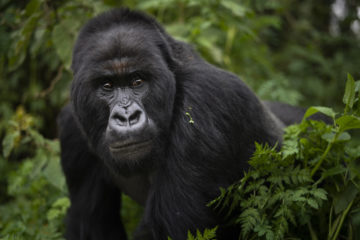 Rwanda What Can Be Saved Gorillas