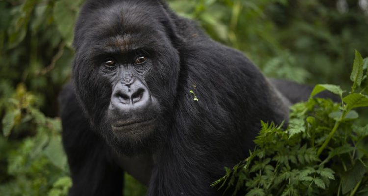 Coronavirus could be nail in coffin for endangered mountain gorillas