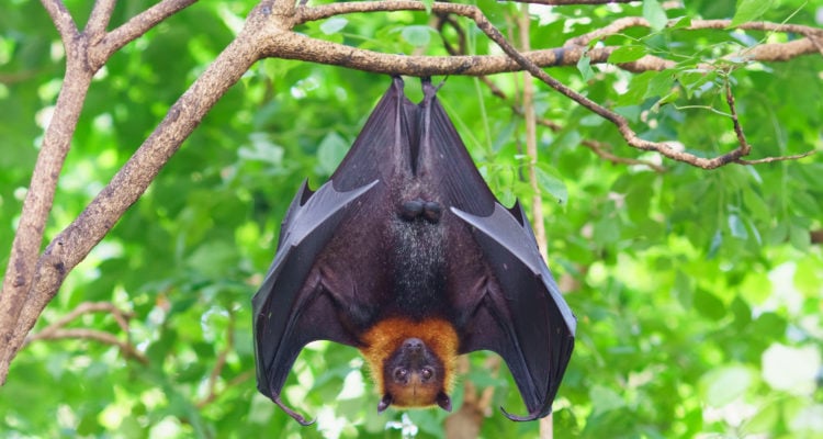 Report: Chinese markets still selling bats, despite evidence linking them to coronavirus