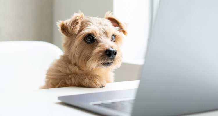 Israeli kennel offers video chat for pets, potential owners to facilitate adoption during corona crisis