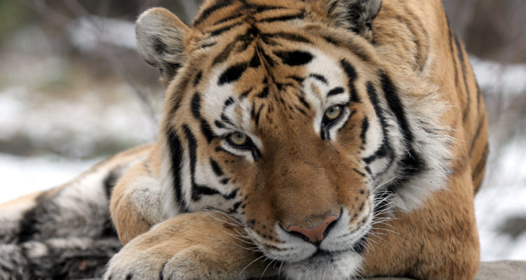 Tiger at New York’s Bronx Zoo tests positive for corona