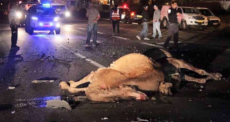 Stray camel kills Israeli motorist, part of ongoing problem in Negev region