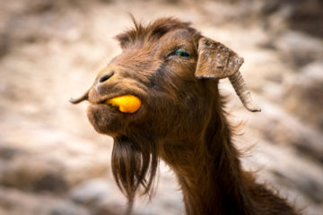 goat eating fruit