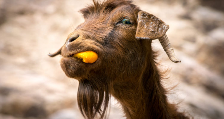 Papayas & goats catch corona? Tanzanian president shows tests are worthless