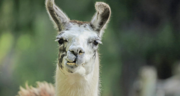 Llamas may hold the key to coronavirus cure