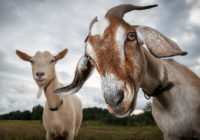 Goats
