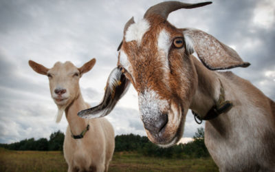Goats