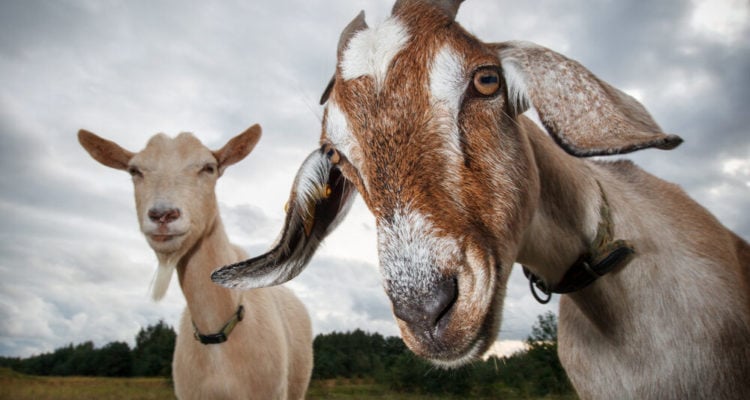 How goats have become firefighters in Israel