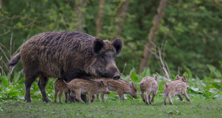 Bay of pigs: Haifa overrun by wild boars