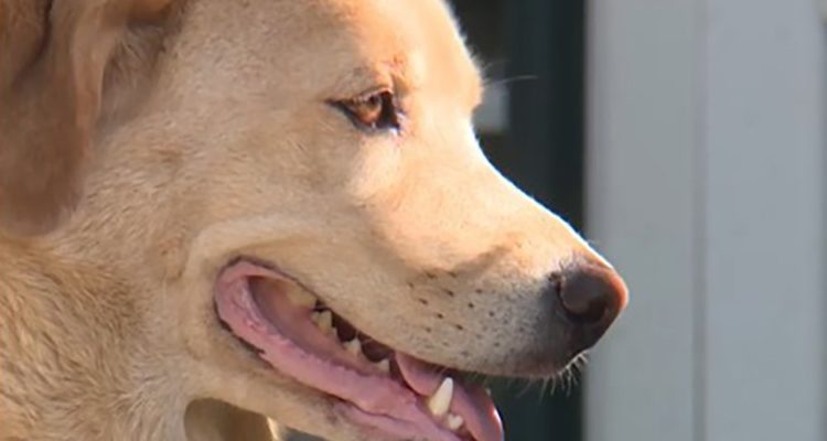 Kansas dog makes 50-mile trek to her old home in Missouri