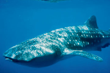 Whale Shark Israel