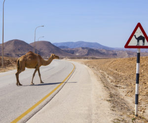 camel on the road