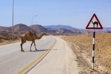 camel on the road