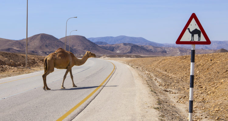 Solar-powered transmitters to warn Israeli drivers of camels on the road