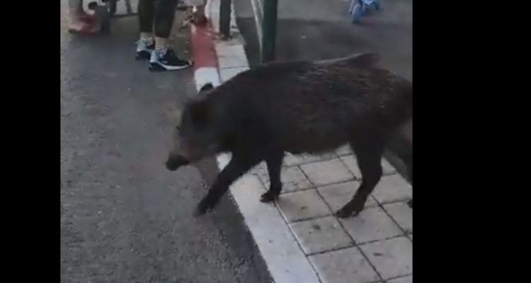 Israel using wild boars to fight Palestinians, American NGO claims