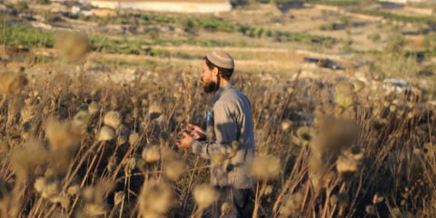 An Israeli settler stands in a field near the outpost "Maalot Halhul" near the West Bank town of Halhul, near Hebron, June 30, 2020. (Flash90/Gershon Elinson)