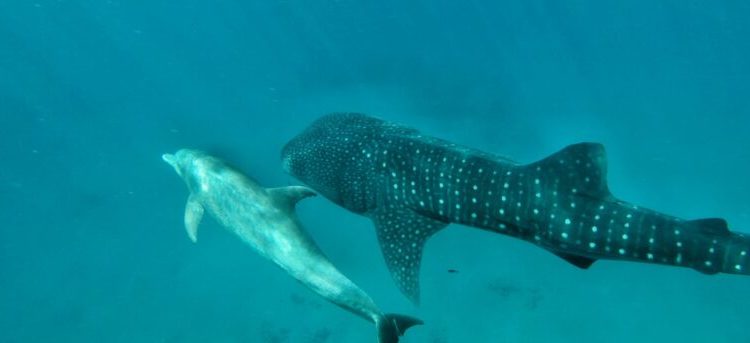 Undersea Abraham Accords: Shark, Dolphin caught swimming together off Eilat