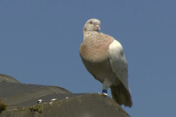 Australia Trans-Pacific Pigeon