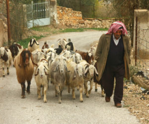 Arab Shepherd