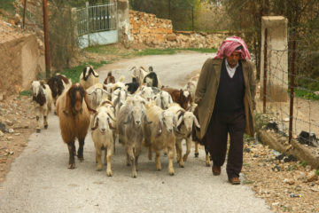 Arab Shepherd