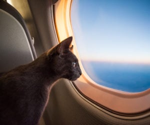 cat on a plane