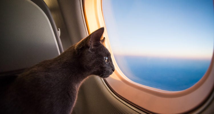 Cat on a plane: Feline wreaks havoc in El Al cockpit