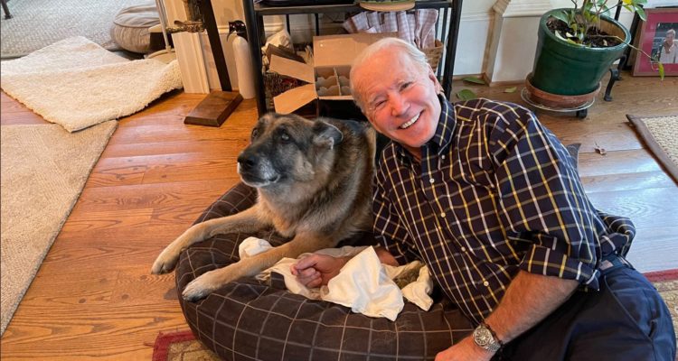 Biden’s dogs shipped back to Delaware after attack on White House staffer