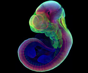 Weizmann mouse embryo