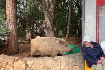 Wild boars Haifa