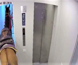 Horse gets on an elevator in Tel Aviv