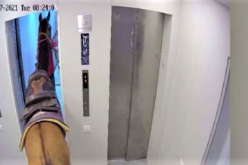 Horse gets on an elevator in Tel Aviv