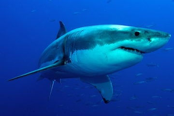 Great white shark