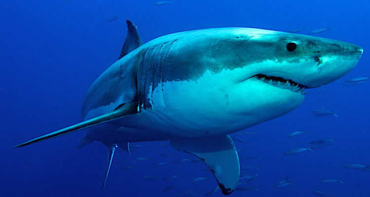 Swimming with the sharks: Despite warnings, Israelis dive in with toothy giants