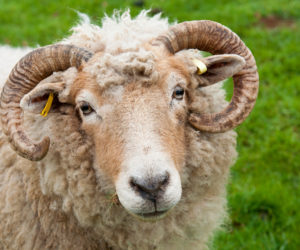 sheep ram