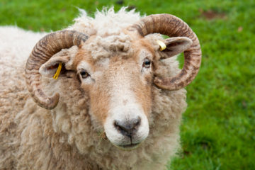 sheep ram