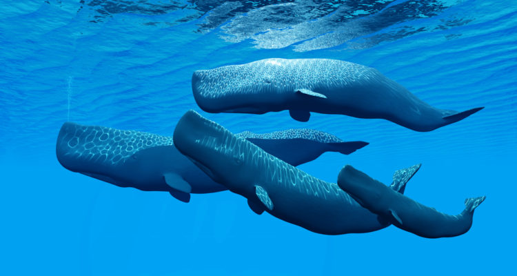 Israel’s University of Haifa to help decode the language of whales in global, machine learning research project