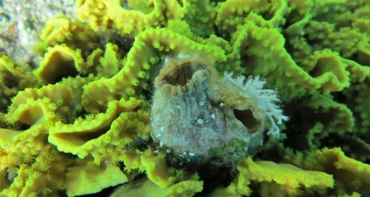 Israeli scientists discover fully regenerating marine animal