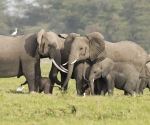 elephants protect newborn
