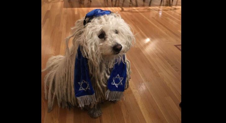 Dog breeds anti-Semitism? Facebook CEO attacked over photo of pet dressed in Jewish garb