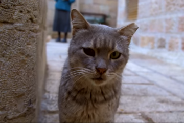 Israel cats