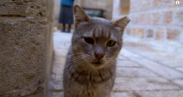 Israel’s top budget priorities: Jewish identity and… street cats?
