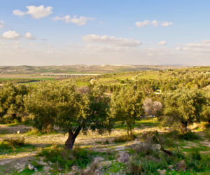 Israel Trees