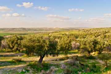 Israel Trees